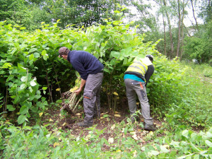 arrachage renouée du japon